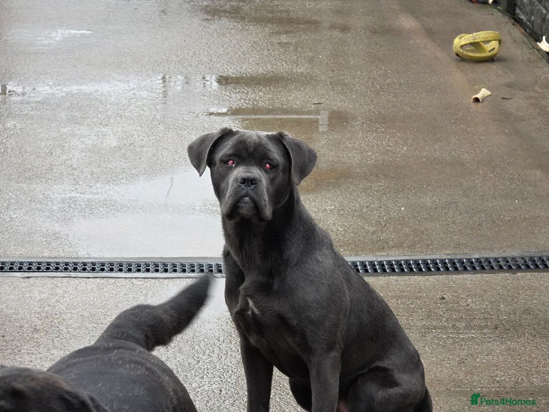 Cane Corso dogs for sale: BEAUTIFUL 7 MONTH OLD GREY FEMALE CANE CORSO - Advert 2