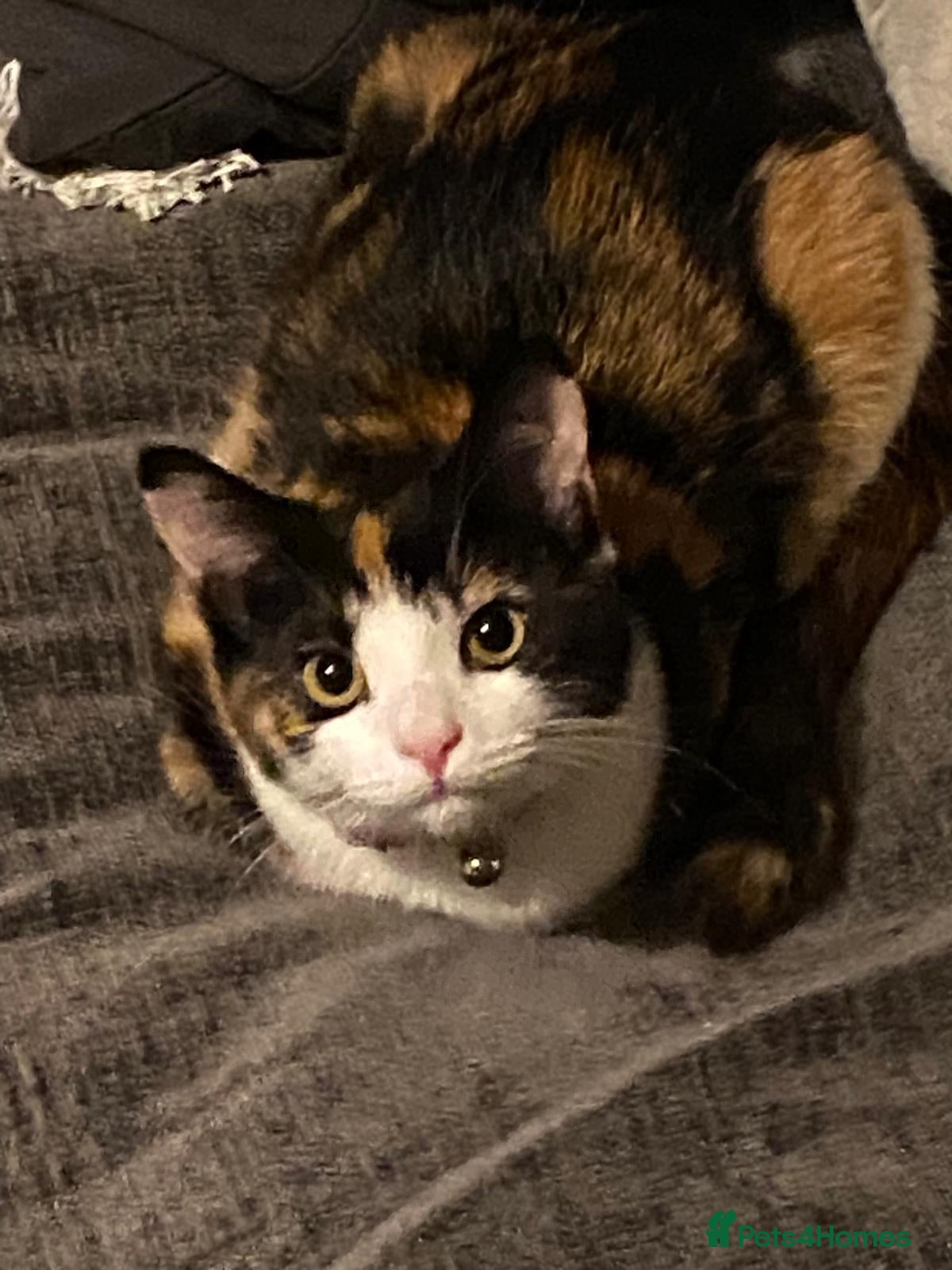 British Shorthair cats Cali - calico british shorthair cat - Advert 2