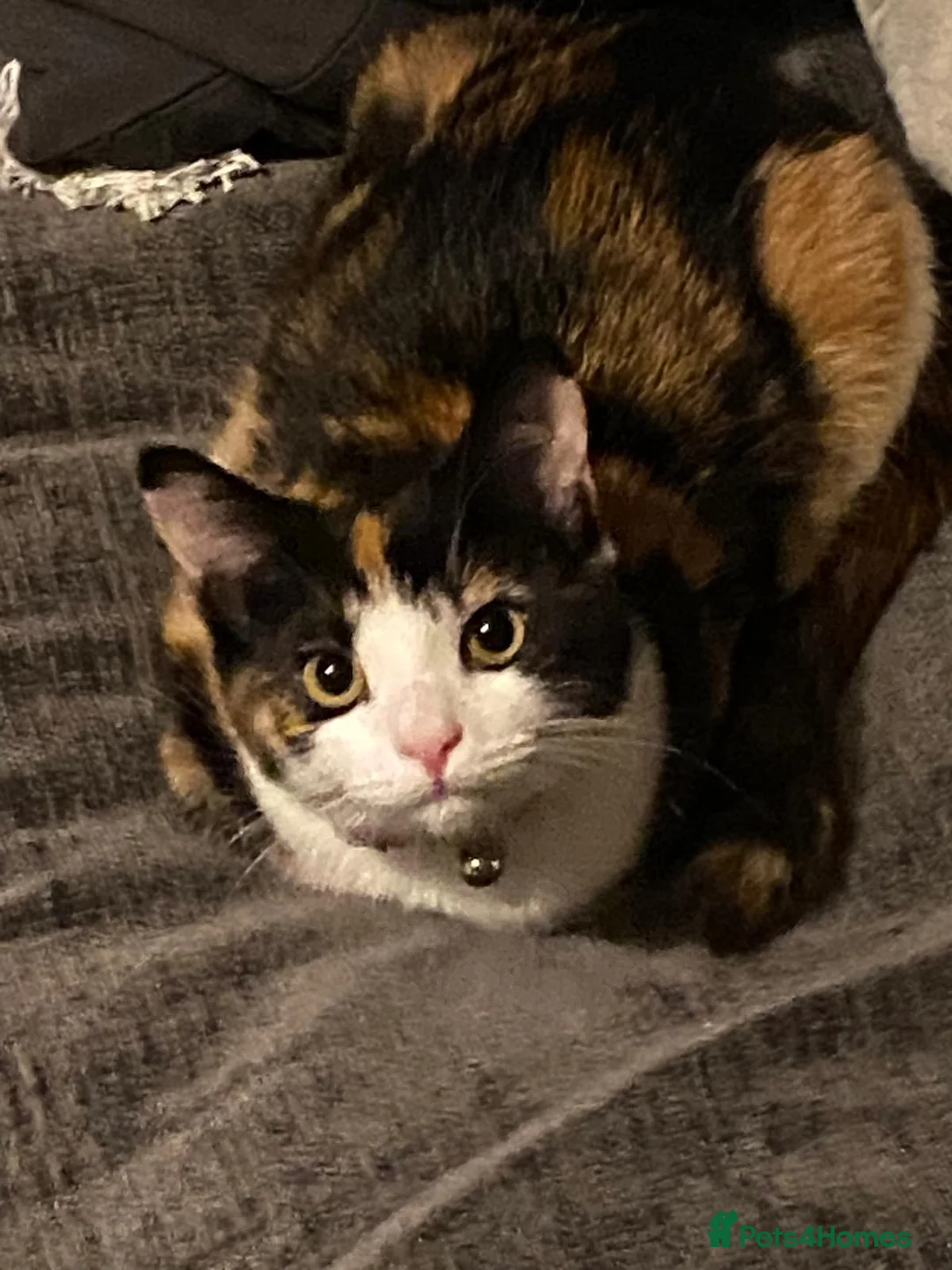 British Shorthair cats for sale: Cali - calico british shorthair cat - Advert 1