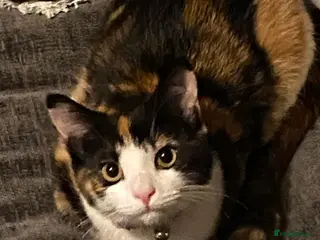 British Shorthair cats Cali - calico british shorthair cat - Advert 2