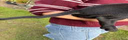 Labrador Retriever dogs for sale: Black female - Advert 3
