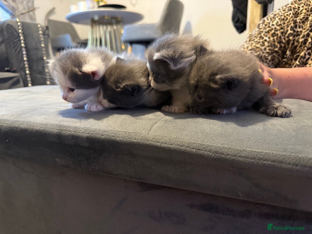 Mixed Breed cats for sale: Kittens for 5 star homes only  - Image 2