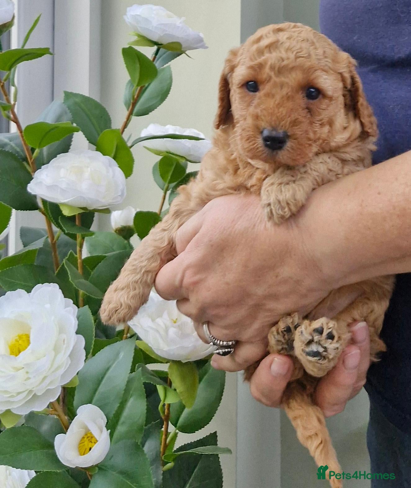 Miniature Poodle dogs for sale: Beautiful Minature Red Poodle Puppys for Sale - Advert 2