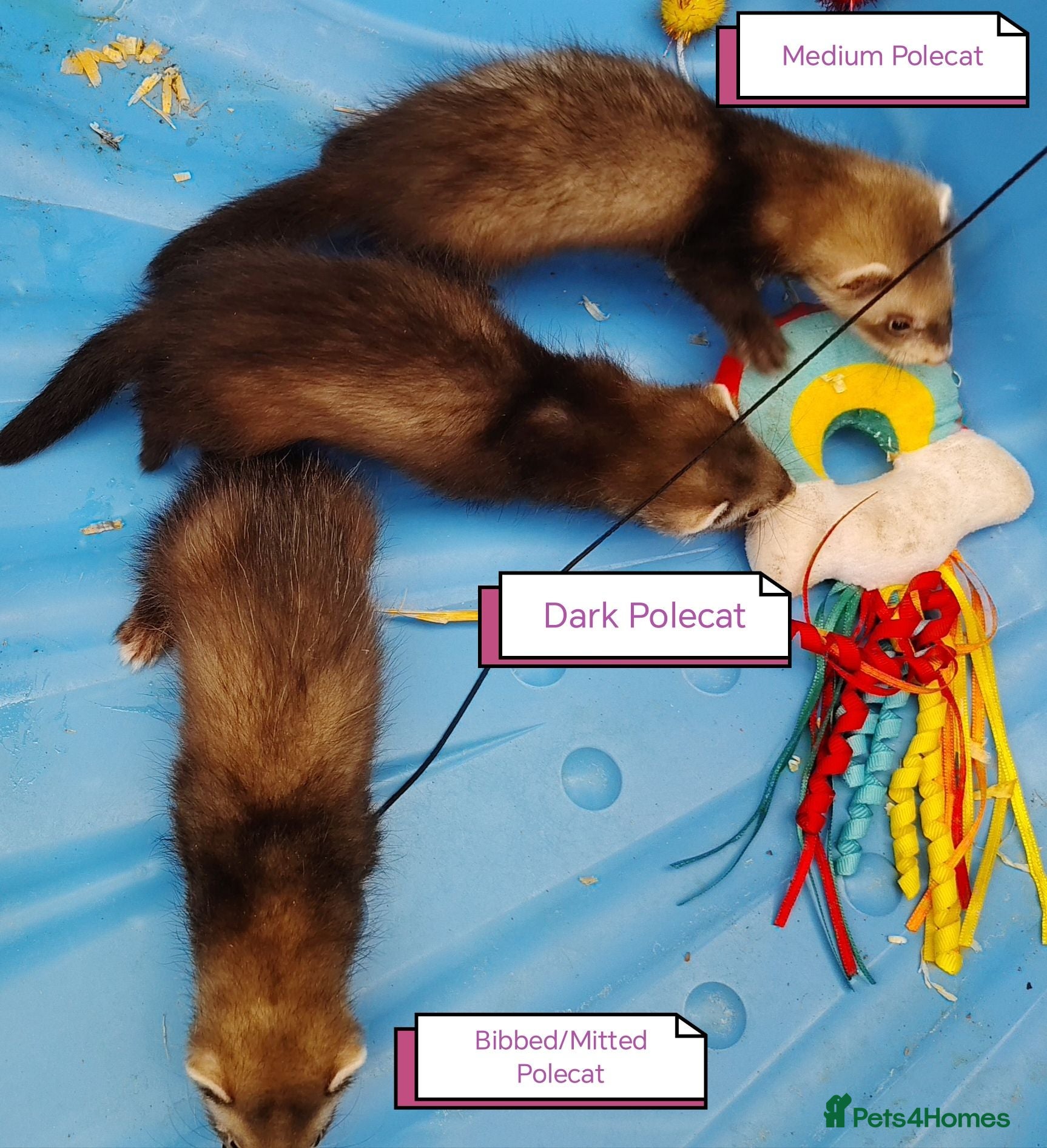 Ferret rodents Angora ferret kits Ready Now - Advert 1