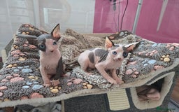 Sphynx cats for sale: Blue Eyes sphynx kittens GCCF and TICA  - Image 17