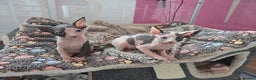 Sphynx cats for sale: Blue Eyes sphynx kittens GCCF and TICA  - Advert 17