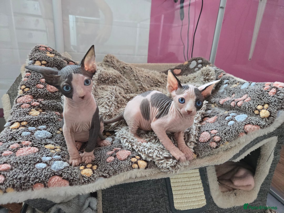 Sphynx cats for sale: Blue Eyes sphynx kittens GCCF and TICA  - Image 17