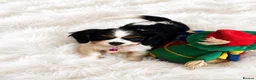 Cavalier King Charles Spaniel dogs for sale: Top quality, health tested Cavalier King Charles  - Advert 7
