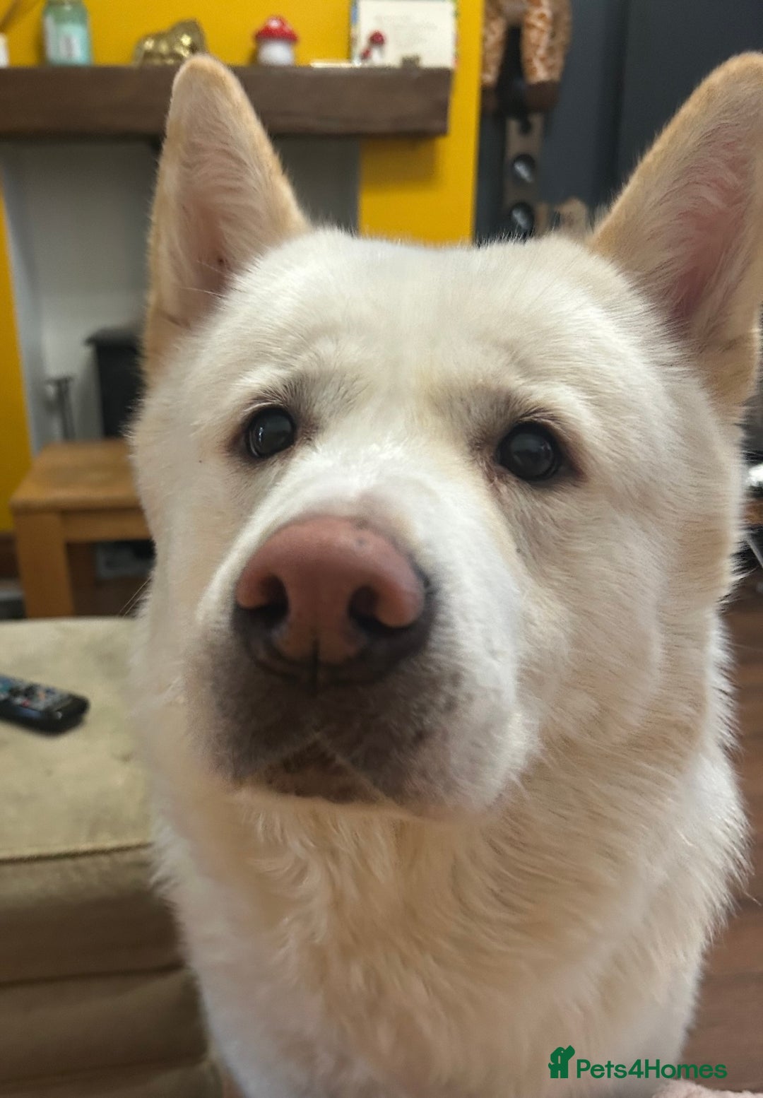 Mixed Breed dogs for sale: Japanese Bear-headed Akita X Dobermann hybrids  - Image 17