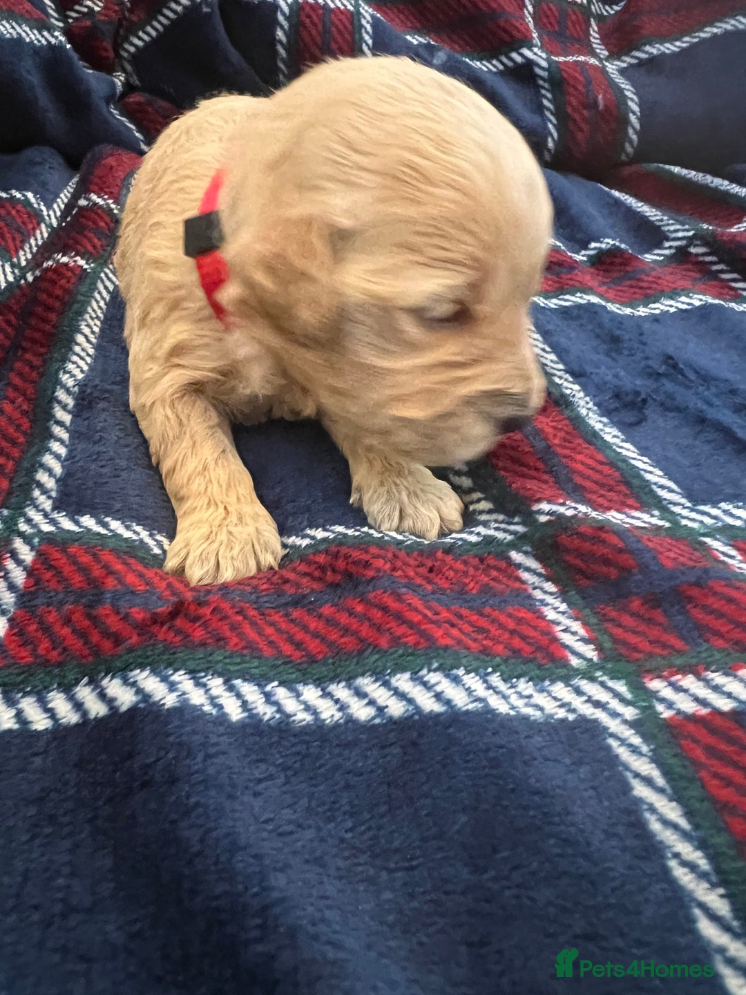 Mini Goldendoodle dogs for sale: 🐾STUNNING F1 MINIATURE GOLDEN DOODLES 🐾 - Advert 5