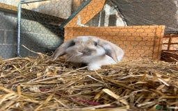 Mini Lop rabbits for sale: 2 male bunnies  - Advert 1