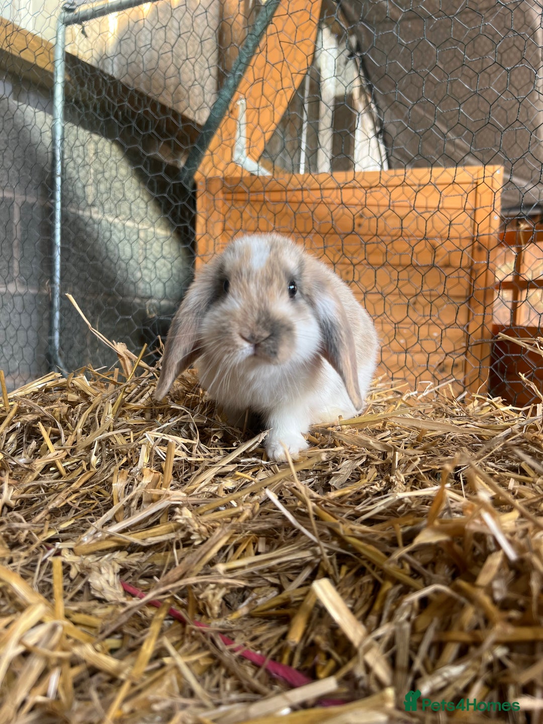 Mini Lop rabbits for sale: 2 male bunnies  - Advert 1