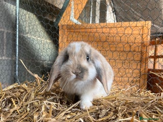 Mini Lop rabbits for sale: 2 male bunnies - Advert 1