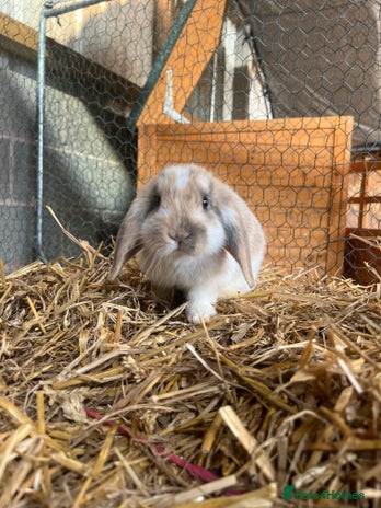 Mini Lop rabbits 2 male bunnies - Advert 3