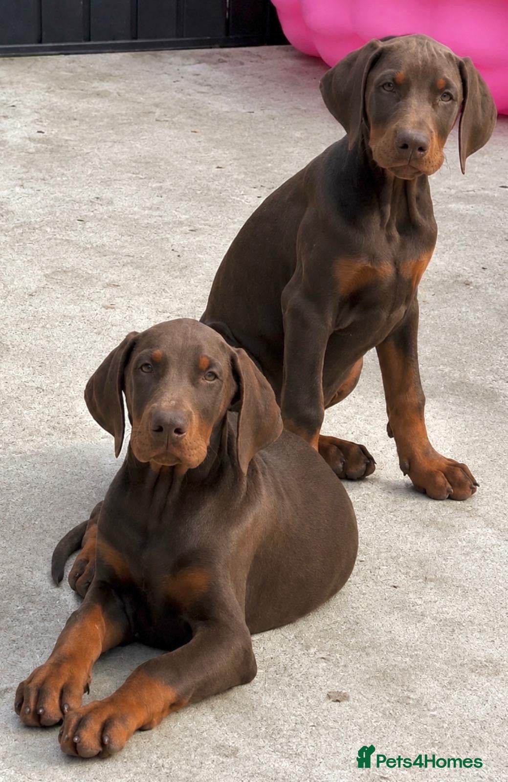 Dobermann dogs Full European Dobermans - Advert 4