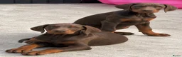 Dobermann dogs for sale: Full European Dobermans - Advert 1