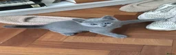 Russian Blue cats for sale: TICA registered Russian Blue kittens - Advert 8
