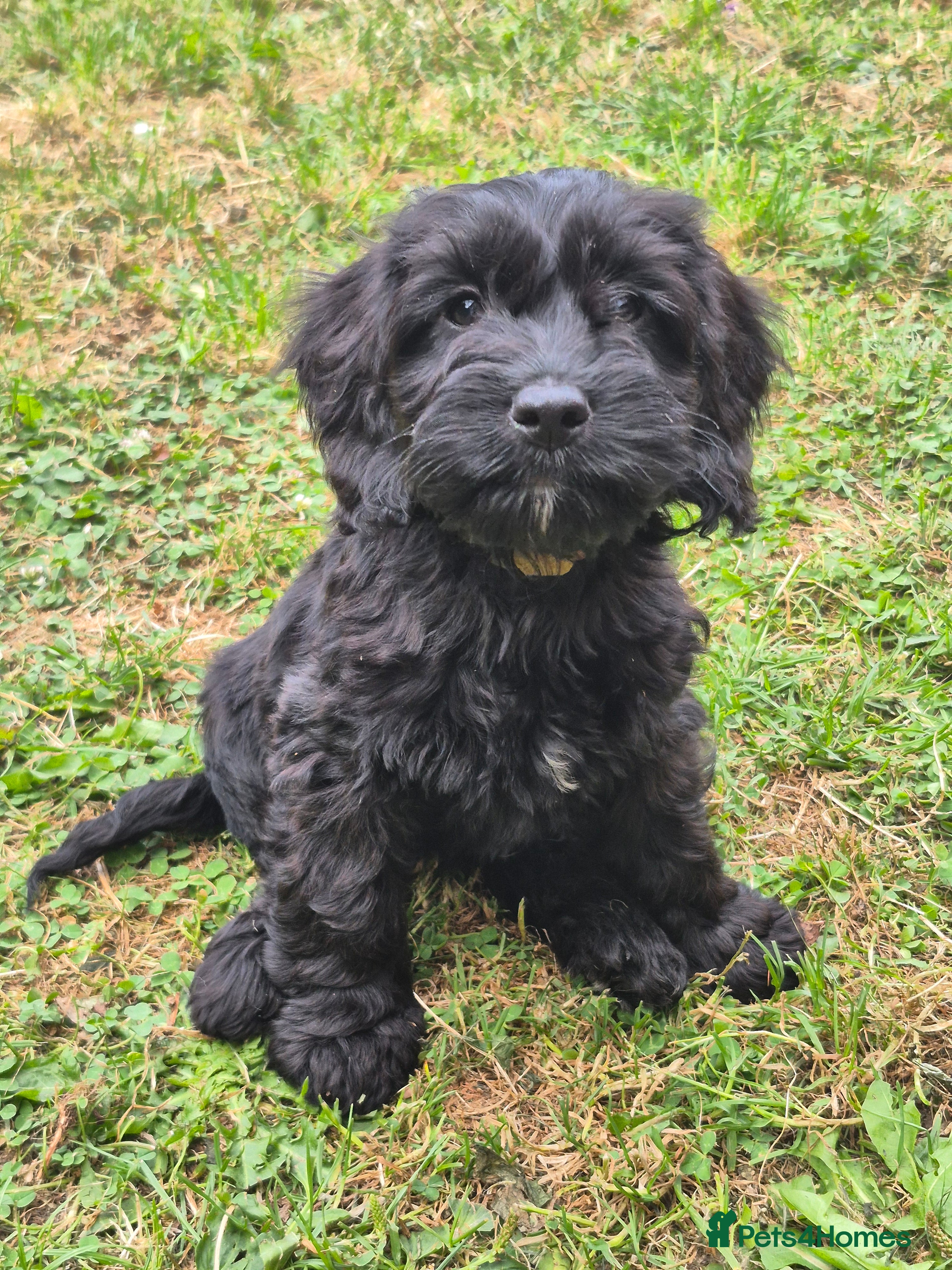 Cockapoo dogs Cockapoo puppies - Advert 2