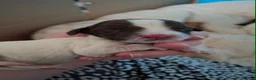 English Springer Spaniel dogs for sale: Bella-rose - Advert 10