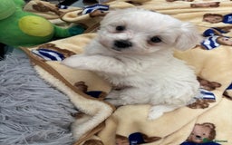 Maltese dogs for sale: Kc Maltese boys 💙💙 - Image 6