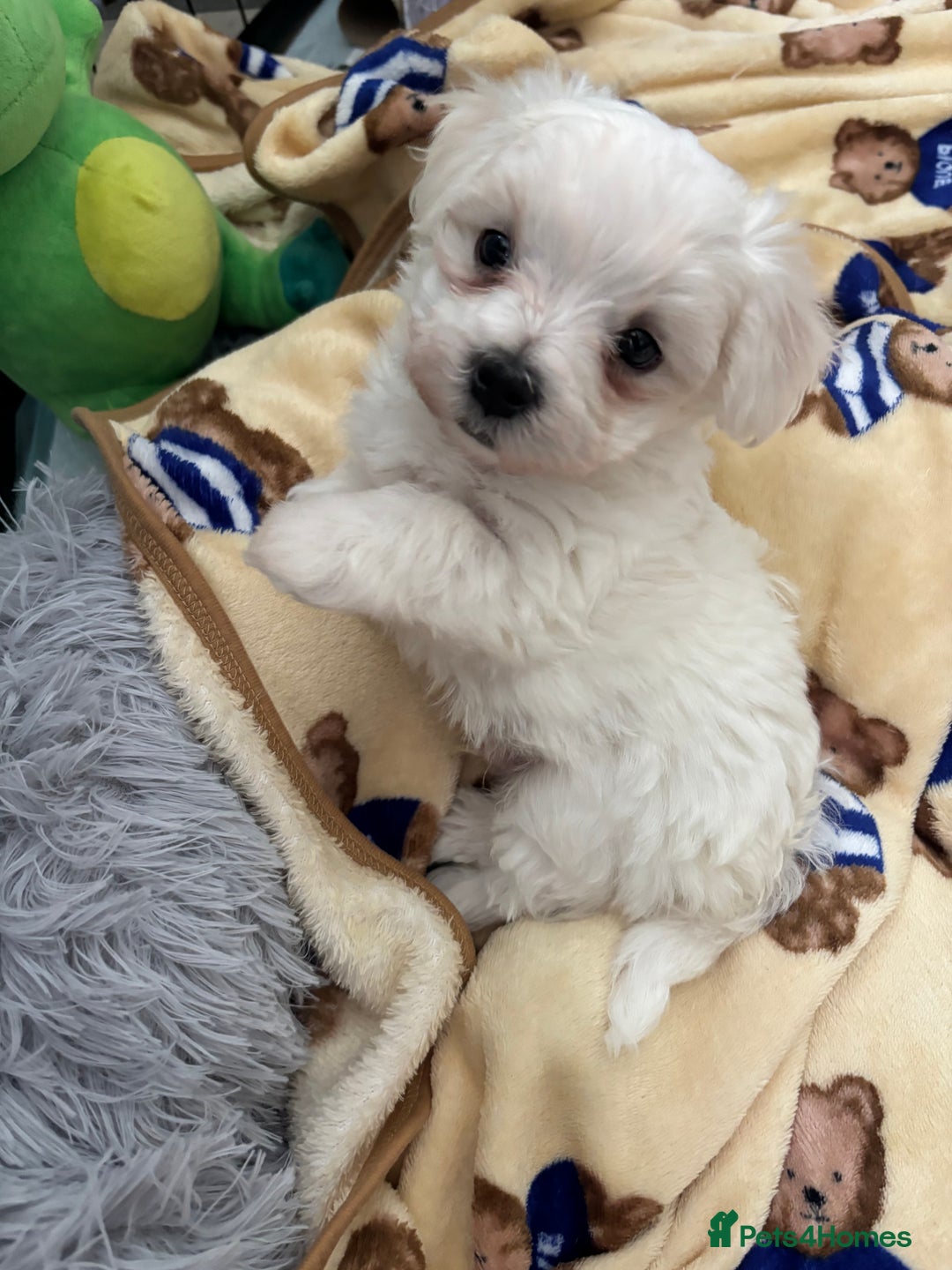 Maltese dogs for sale: Kc Maltese boys 💙💙 - Image 6