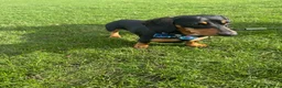 Miniature Dachshund dogs for stud: Black and Tan miniature dachshund for stud - Advert 3