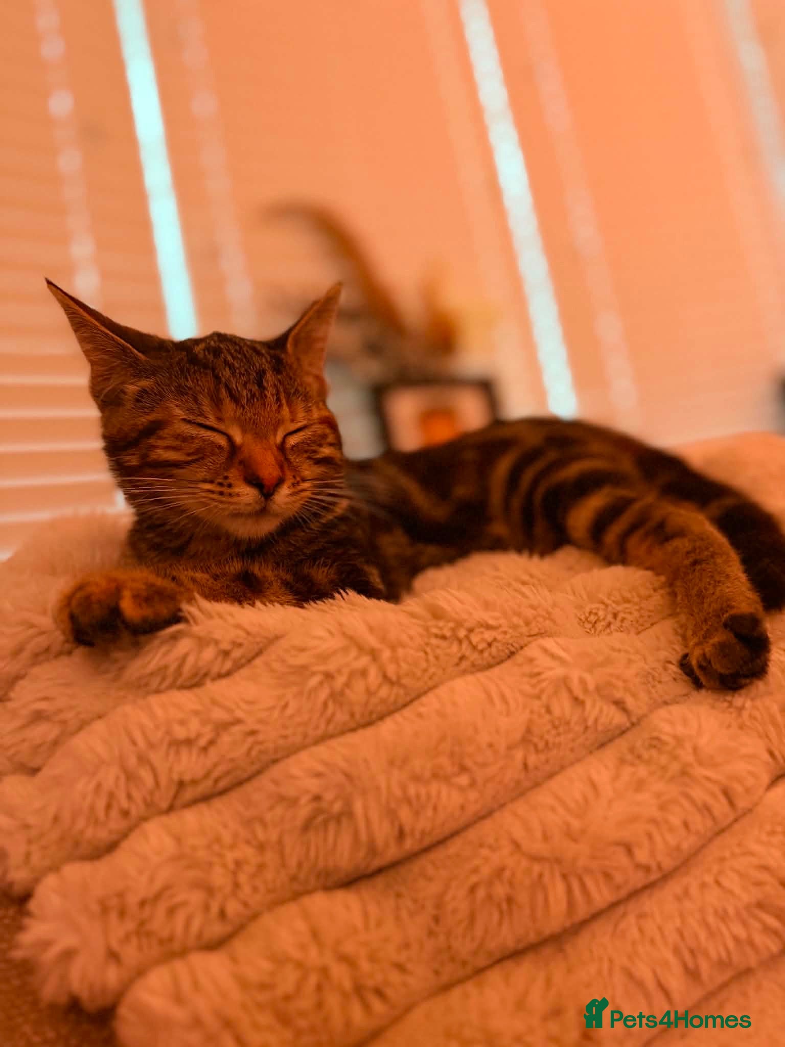 Mixed Breed cats Kitten for sale - Advert 2