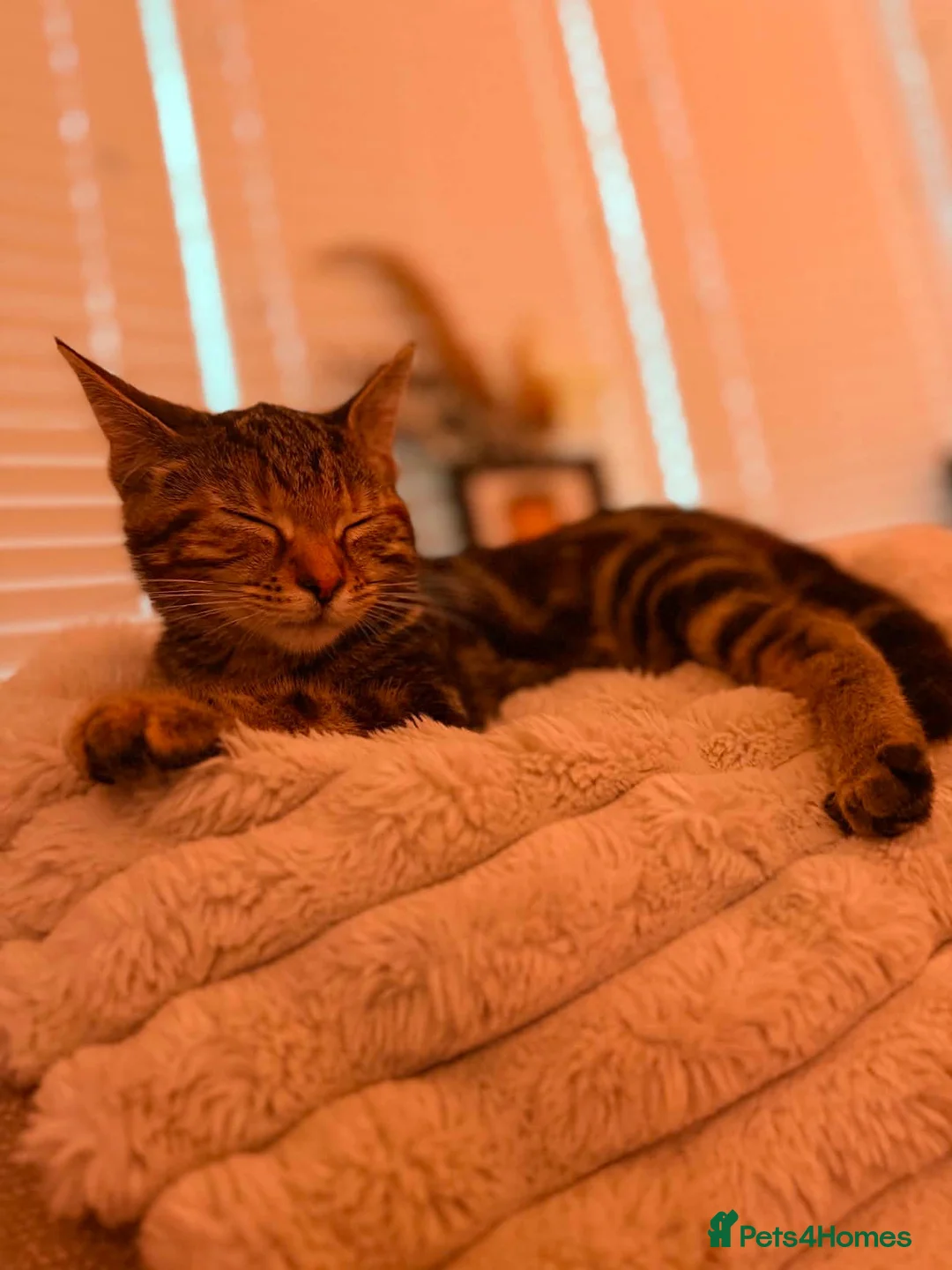 Mixed Breed cats for sale: Kitten for sale - Advert 1