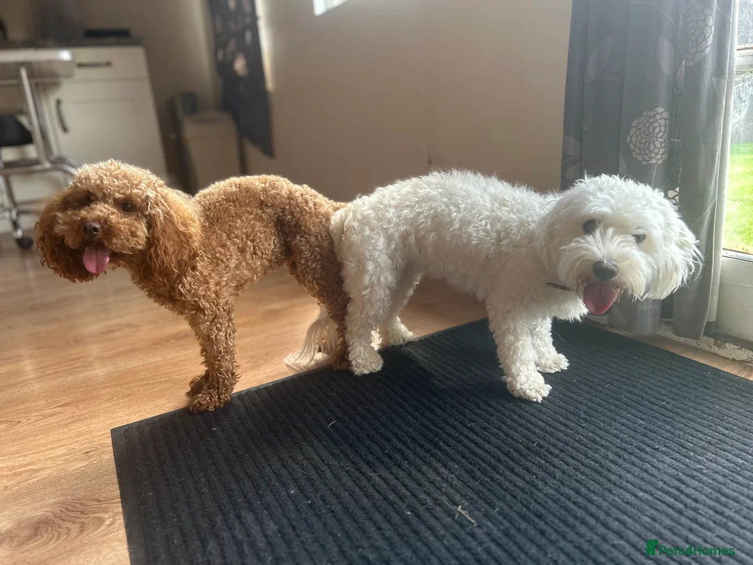 Poodle dogs for stud: Kc health tested fox red toy poodle in Stevenage - Advert 28