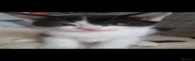 Mixed Breed Kitten 5