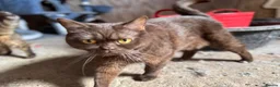 British Shorthair cats for sale: ❤️ Gentle Adult BSH Cats Searching for a Home ❤️ - Advert 7