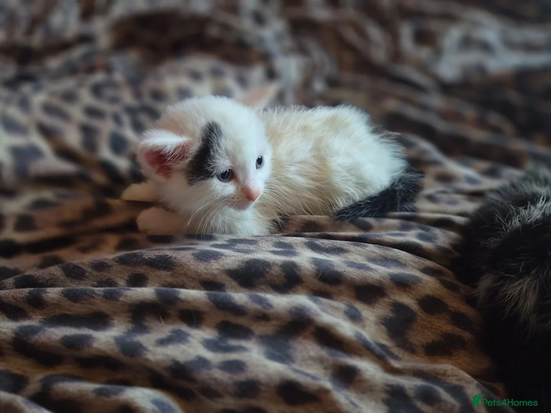 Domestic Shorthair cats for sale: LOOKING FOR A LOVING HOME — 2 BABY BOYS AND MUM  in King's Lynn - Advert 7