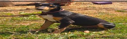 Lurcher dogs for sale: Quality Lurcher pups  - Advert 6