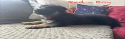 German Shepherd dogs for sale: Stunning Family Raised German Shepherd Puppies - Advert 36
