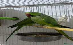 Ringnecks birds for sale: Breeding Pair Of Indian Ringneck Parrots - Image 7