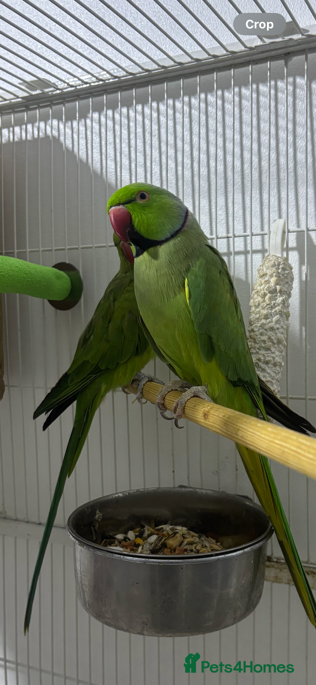Ringnecks birds for sale: Breeding Pair Of Indian Ringneck Parrots - Image 7