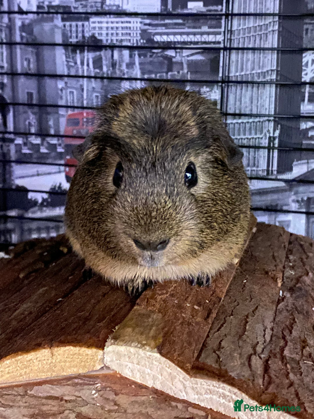 Guinea Pig rodents for sale: 4 Year Old Guinea Pig English Crested  - Advert 2