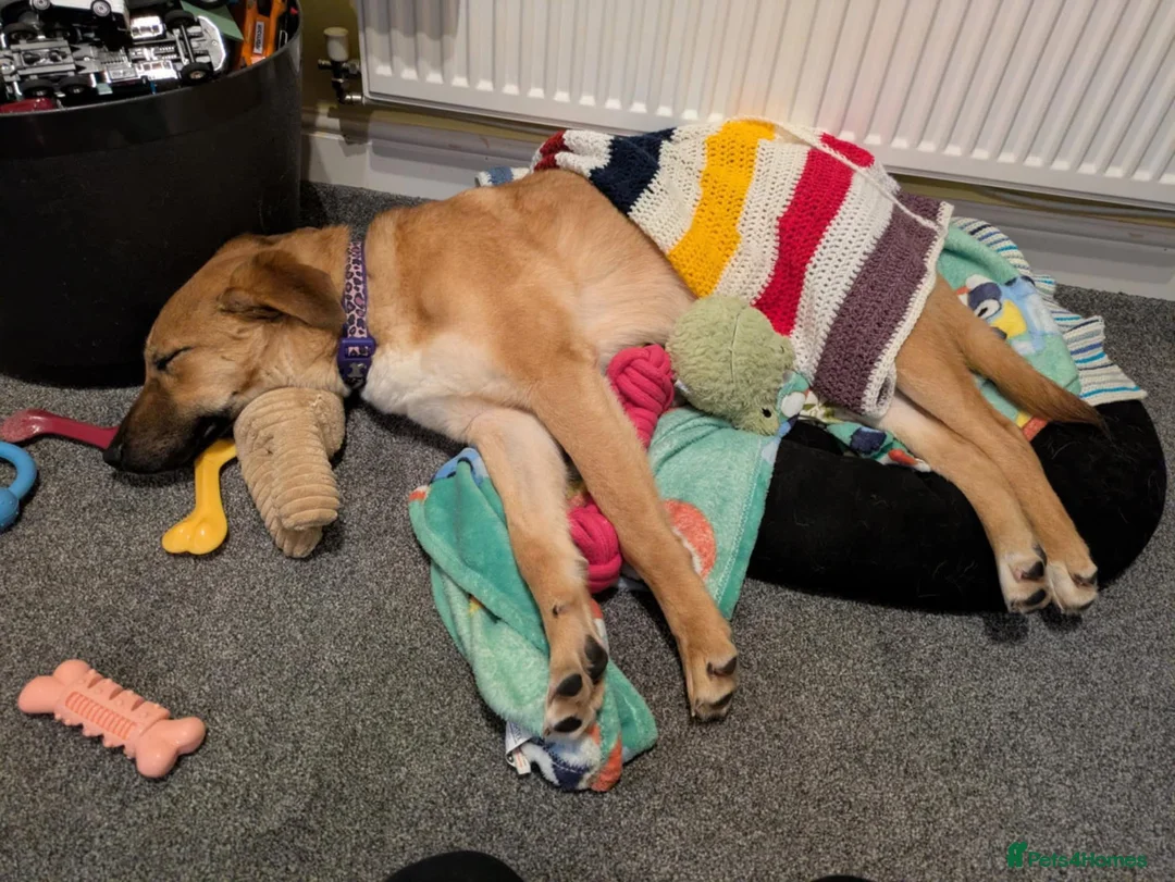 Mixed Breed dogs for adoption: Ree - stowmarket Suffolk  - Advert 1