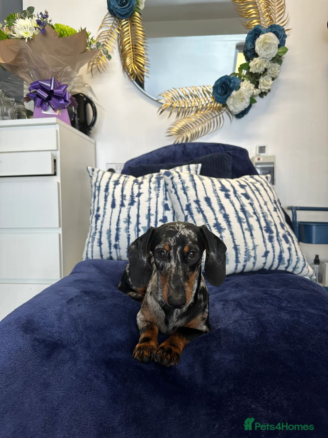 Miniature Dachshund dogs for stud: for stud kc registered miniature dapple dachund - Advert 1
