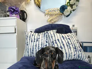 Miniature Dachshund dogs for stud kc registered miniature dapple dachund - Advert 1