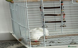 Ringnecks birds for sale: Ring neck Indian parrot  - Image 3