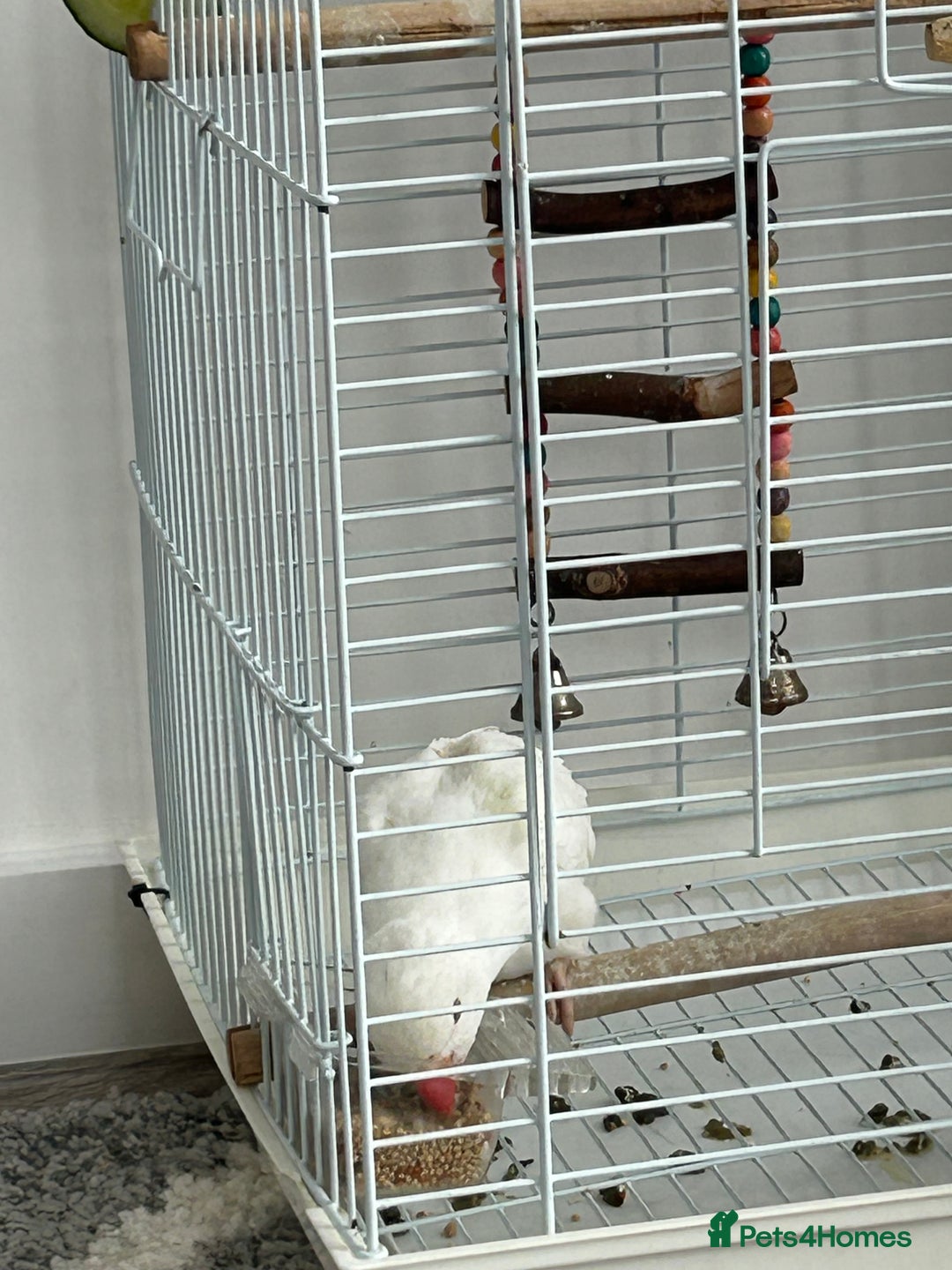 Ringnecks birds for sale: Ring neck Indian parrot  - Image 3