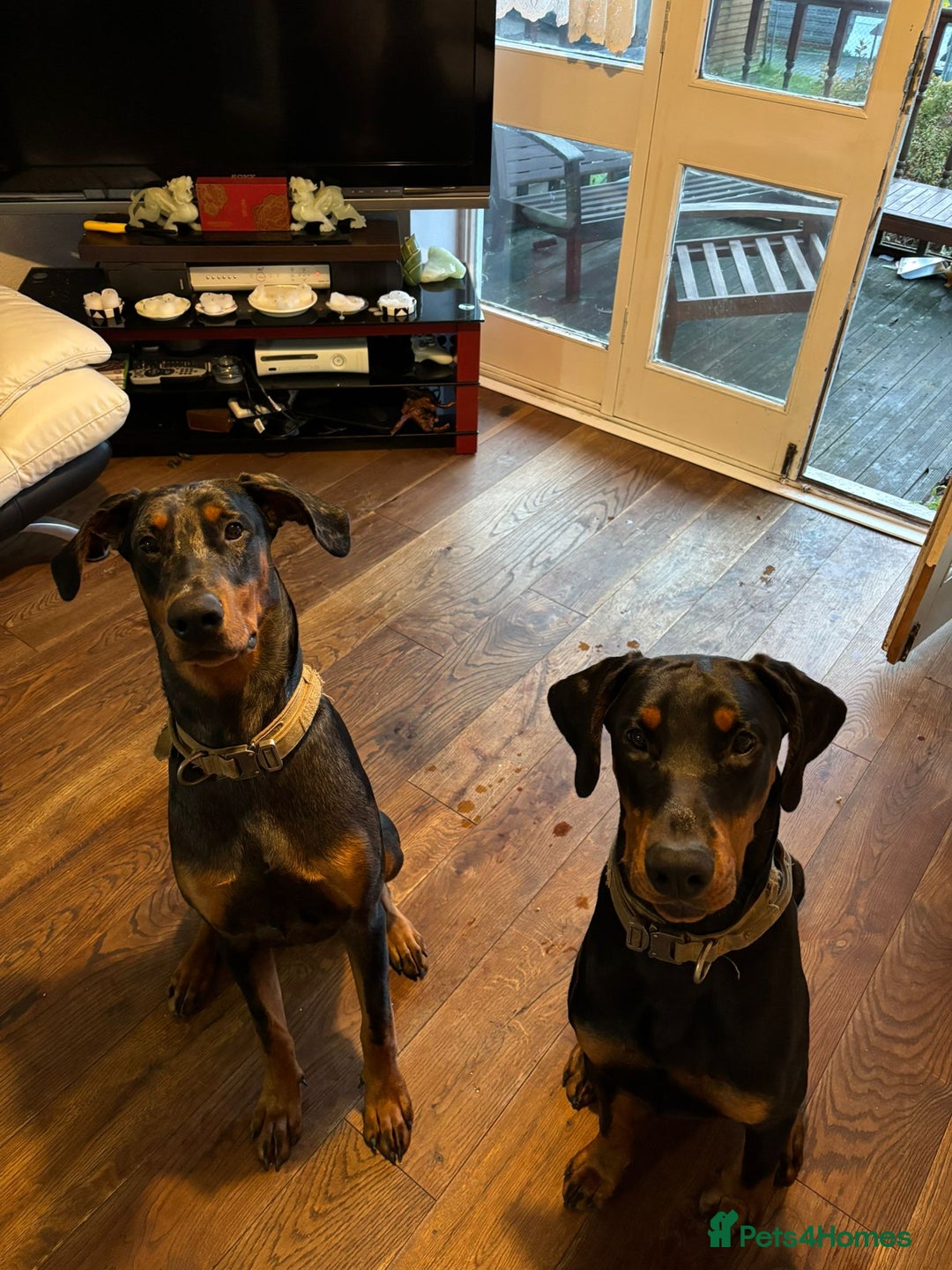 Dobermann dogs for sale: Beautiful Doberman boy for rehome - Advert 6