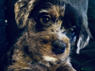 Mixed Breed dogs Stunning Cockerpoo x cavalier King Charle spaniel - Advert 5