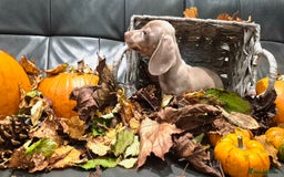 Miniature Dachshund dogs for sale: TRUE MINIATURE DASCHUND BABIES only 5 - Image 34