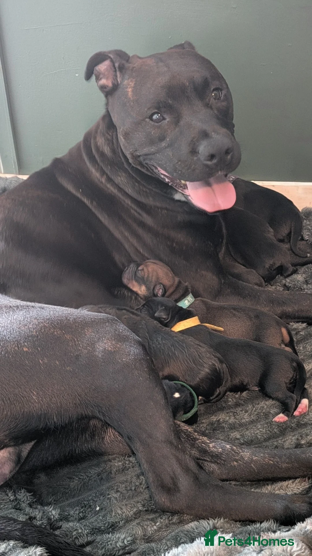 Mixed Breed dogs for sale: Staffy cross X Border collie cross in Cannock - Advert 5