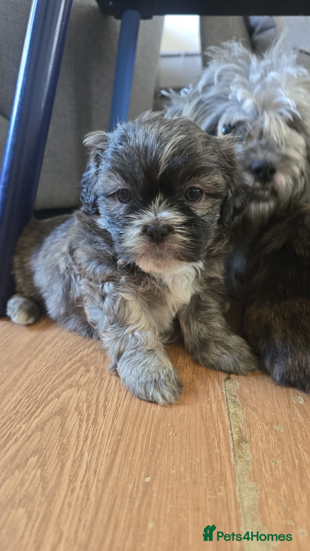 Zuchon dogs for sale: Gorgeous bichon/Shih Tzu pupples - Image 2