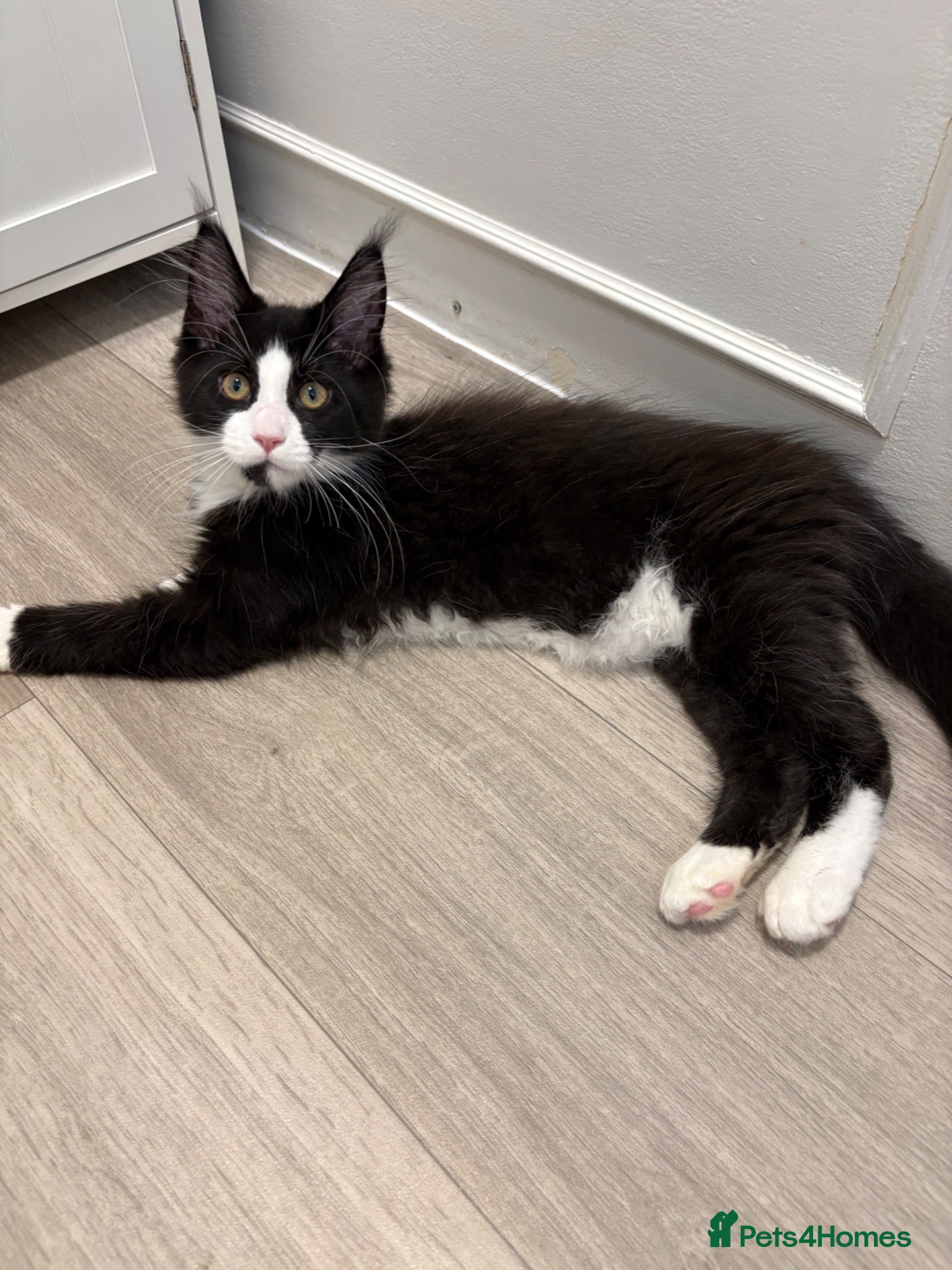 Maine Coon cats Maine Coon - Urgent rehome 😭 - Advert 1