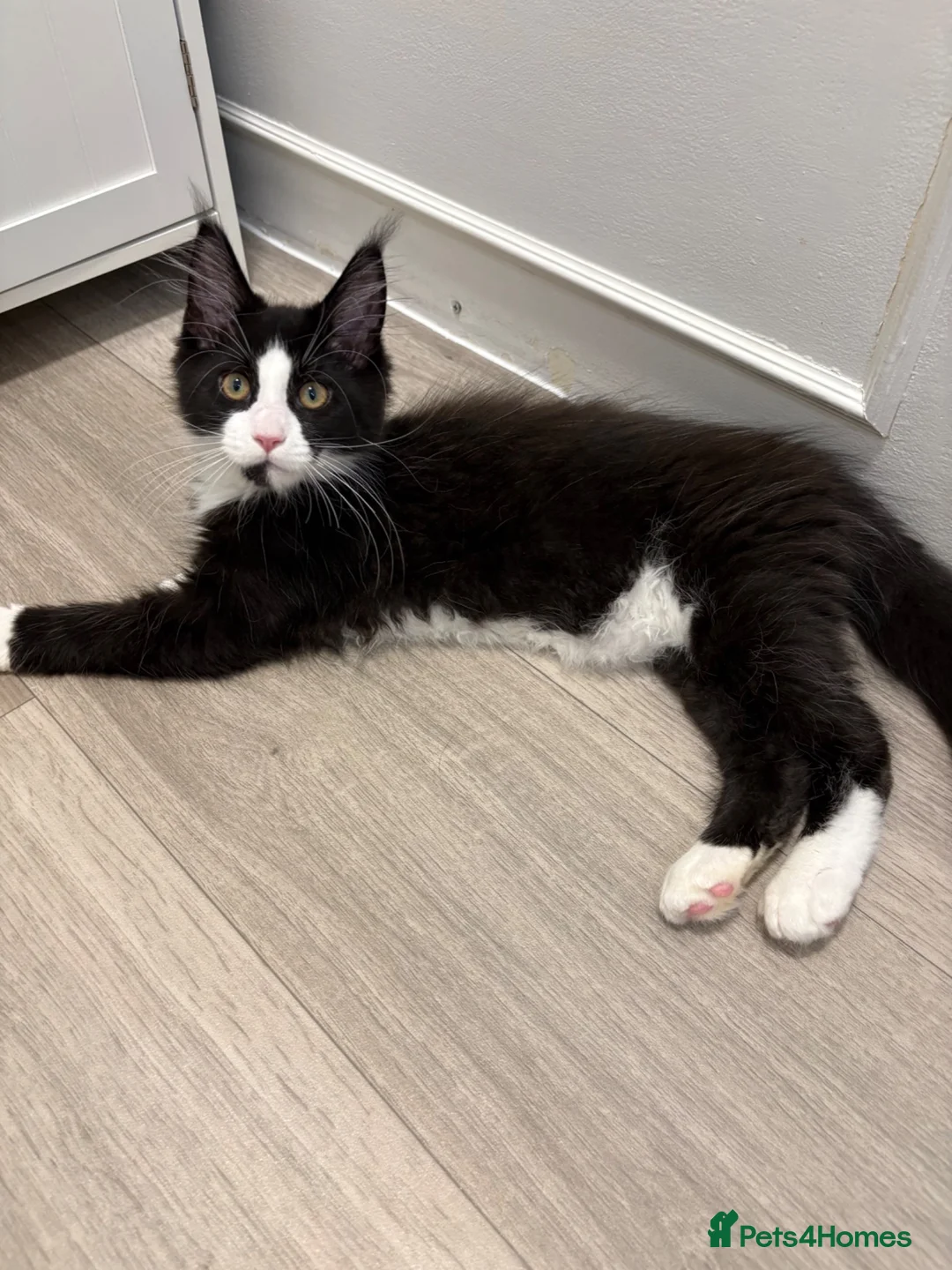 Maine Coon cats for sale: Maine Coon - Urgent rehome 😭 - Advert 1