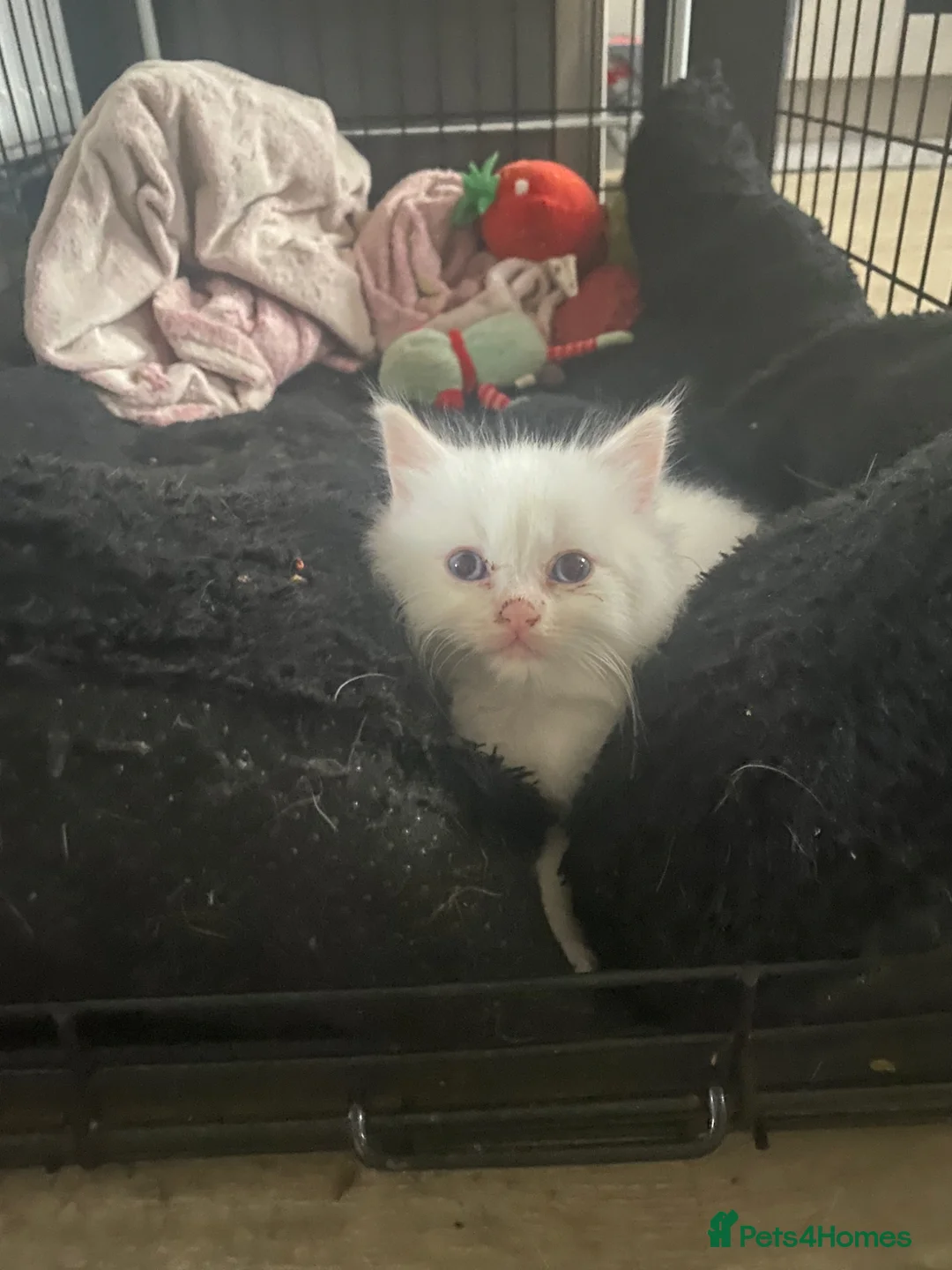 Ragdoll cats for sale: Stunning Ragdoll Kittens  - Advert 14